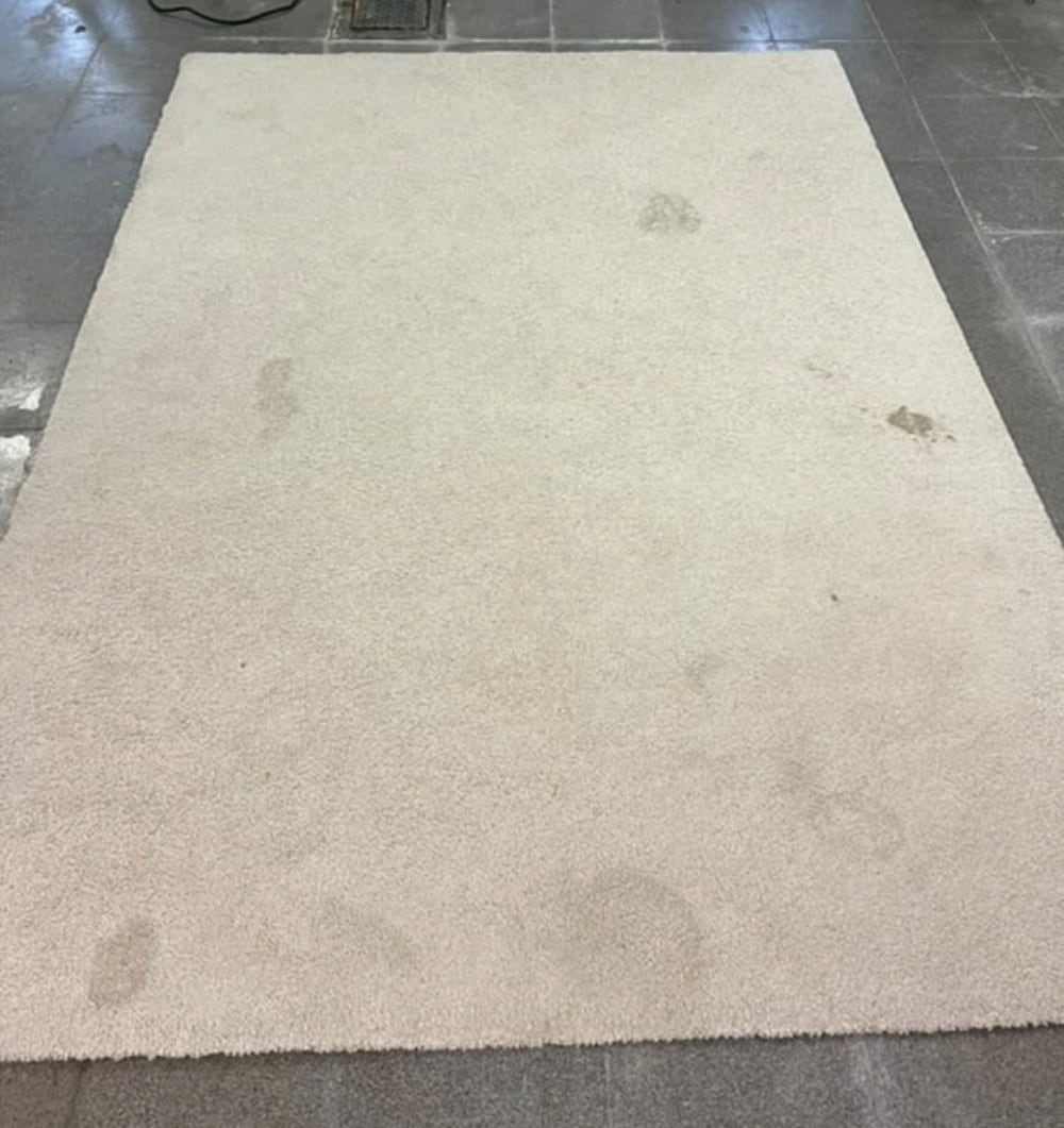 Tapis crème à poils longs avant nettoyage à Zaventem